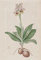 Illustrazione di Ophrys tenthredinifera